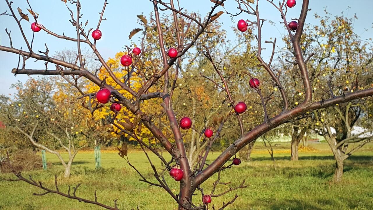 Виллы Reglówka Wola Krakowiańska-48